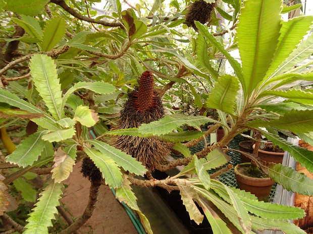 Банксия ближняя - Banksia aemula