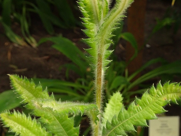 Банксия пильчатая - Banksia serrata