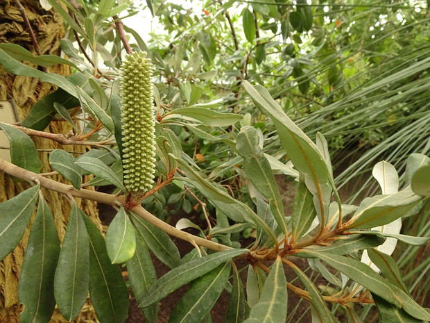 Банксия цельнолистная - Banksia integrifolia