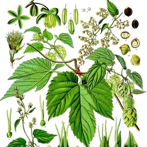 Humulus_lupulus_-_Köhler–s_Medizinal-Pflanzen-072