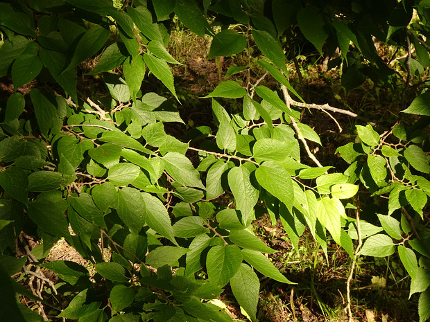 Каркас западный - Celtis occidentalis