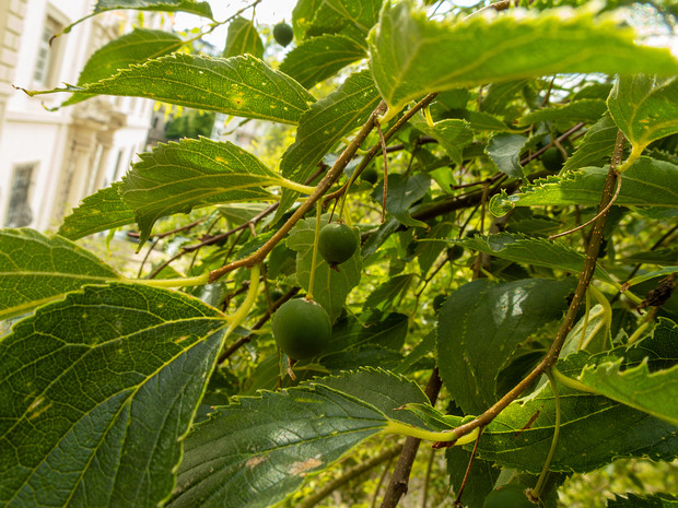 Каркас южный - Celtis australis