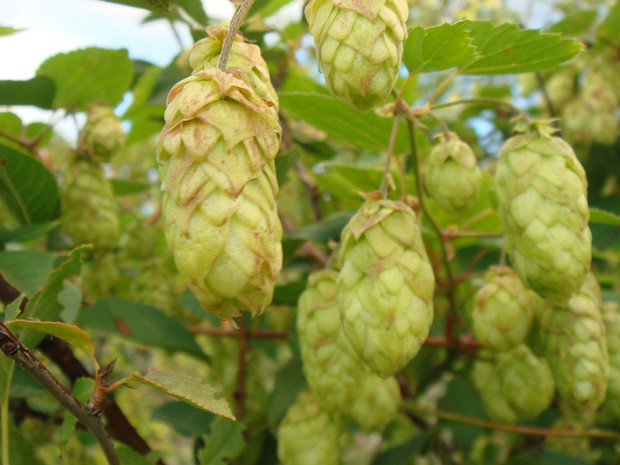 Хмель обыкновенный - Humulus lupulus