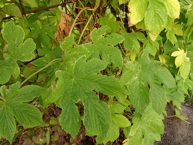 Хмель японский - Humulus japonicus