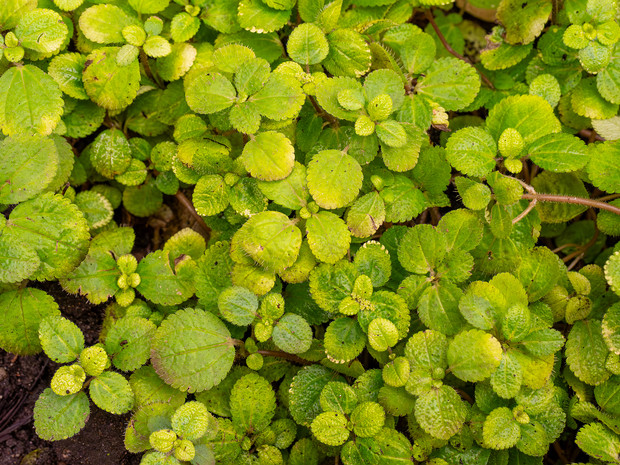 Пилея монетолистная - Pilea nummulariifolia