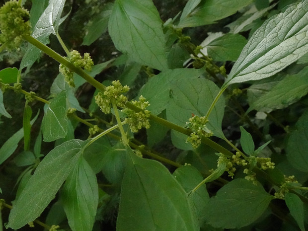 Постенница лекарственная - Parietaria officinalis