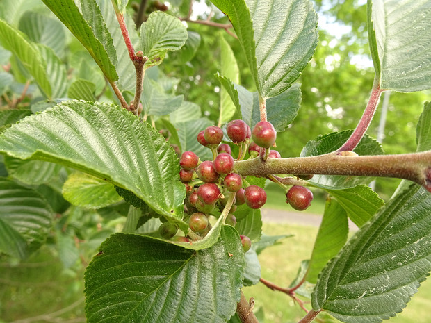 Жостер альпийский - Rhamnus alpina