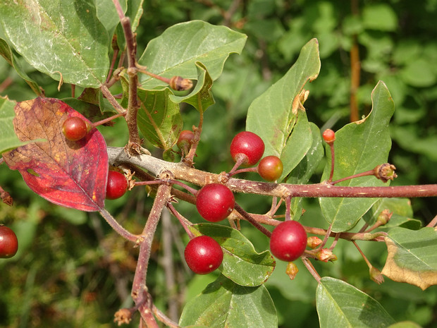 Крушина ломкая - Frangula alnus