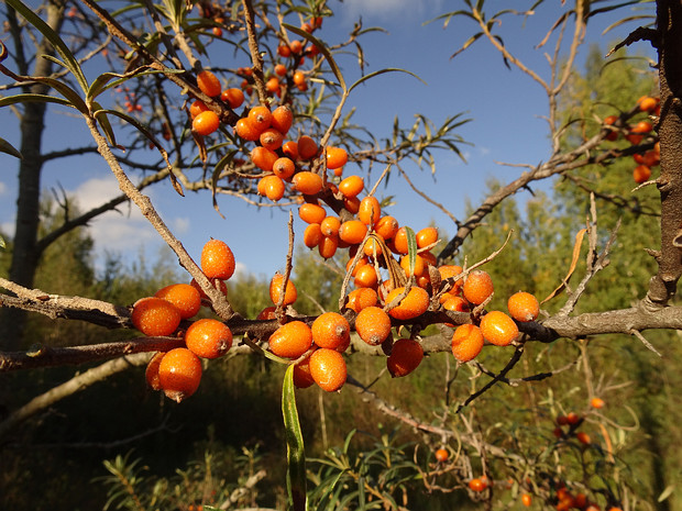 Облепиха крушиновидная - Hippophae rhamnoides