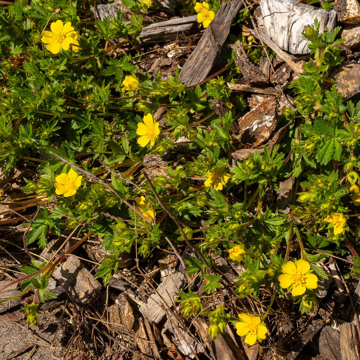 Лапчатка-Кранца_Potentilla-crantzii_1-1