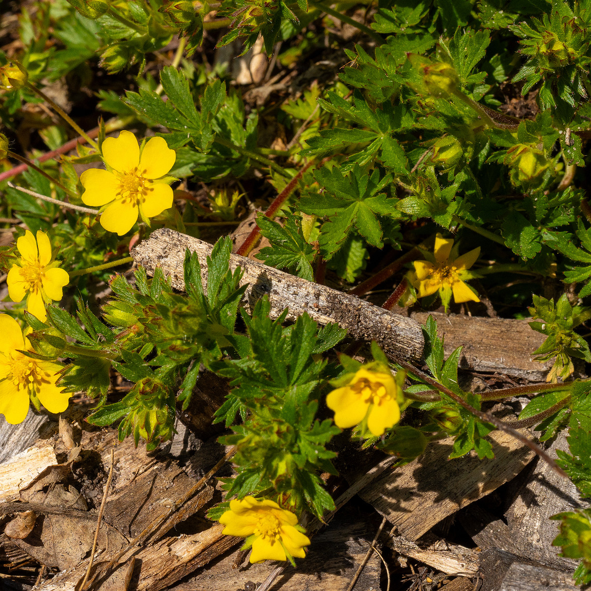 Лапчатка-Кранца_Potentilla-crantzii_1-10