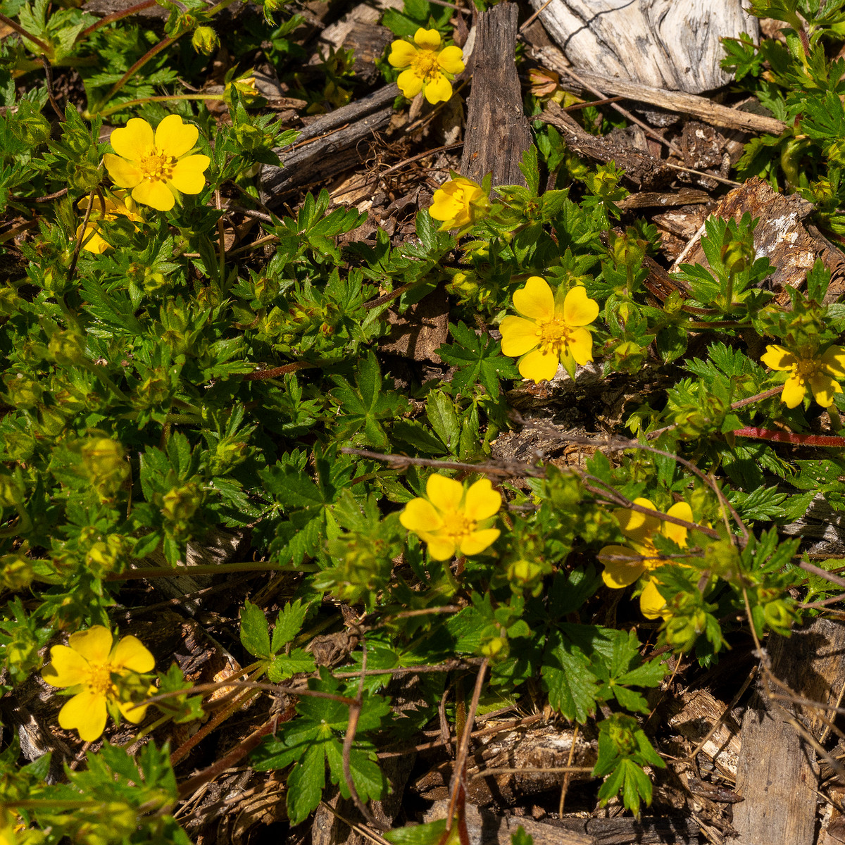 Лапчатка-Кранца_Potentilla-crantzii_1-11