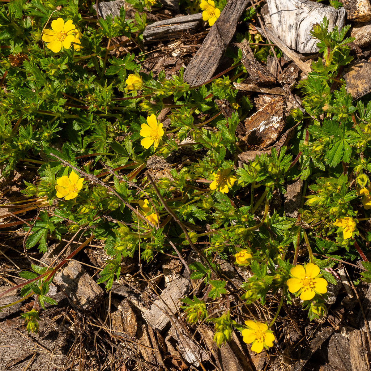 Лапчатка-Кранца_Potentilla-crantzii_1-2