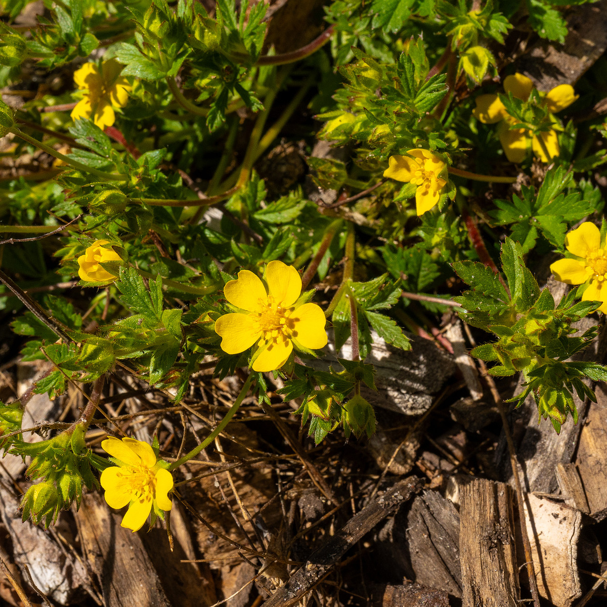 Лапчатка-Кранца_Potentilla-crantzii_1-3