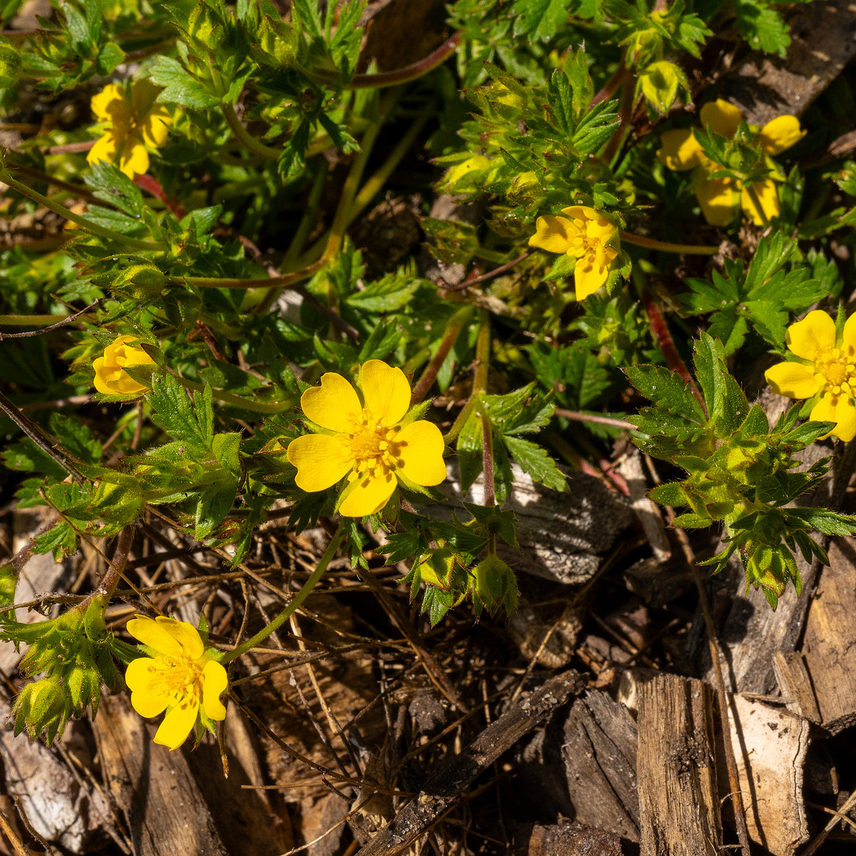 Лапчатка-Кранца_Potentilla-crantzii_1-4