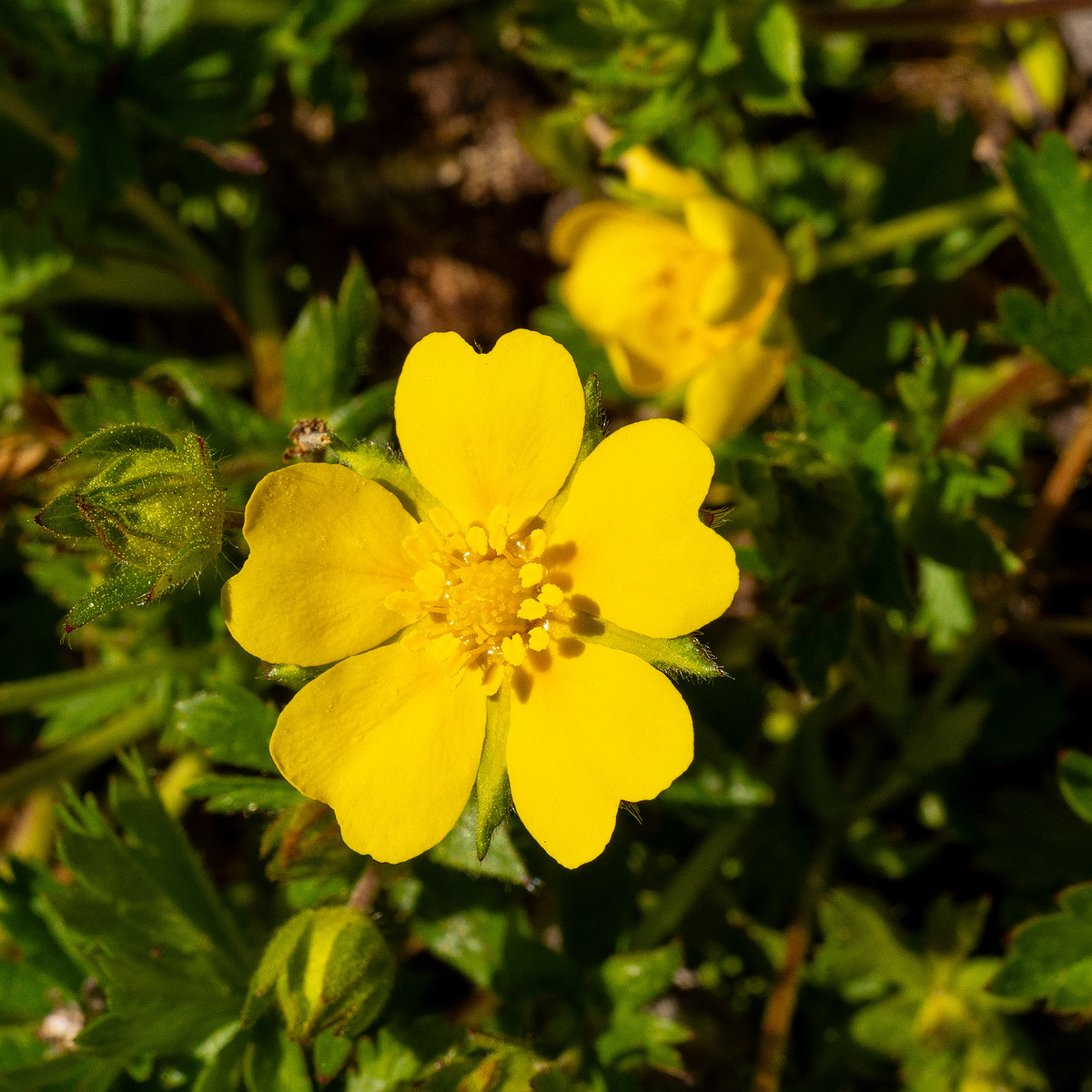 Лапчатка-Кранца_Potentilla-crantzii_1-5