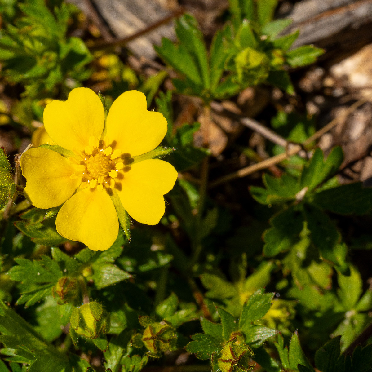 Лапчатка-Кранца_Potentilla-crantzii_1-6