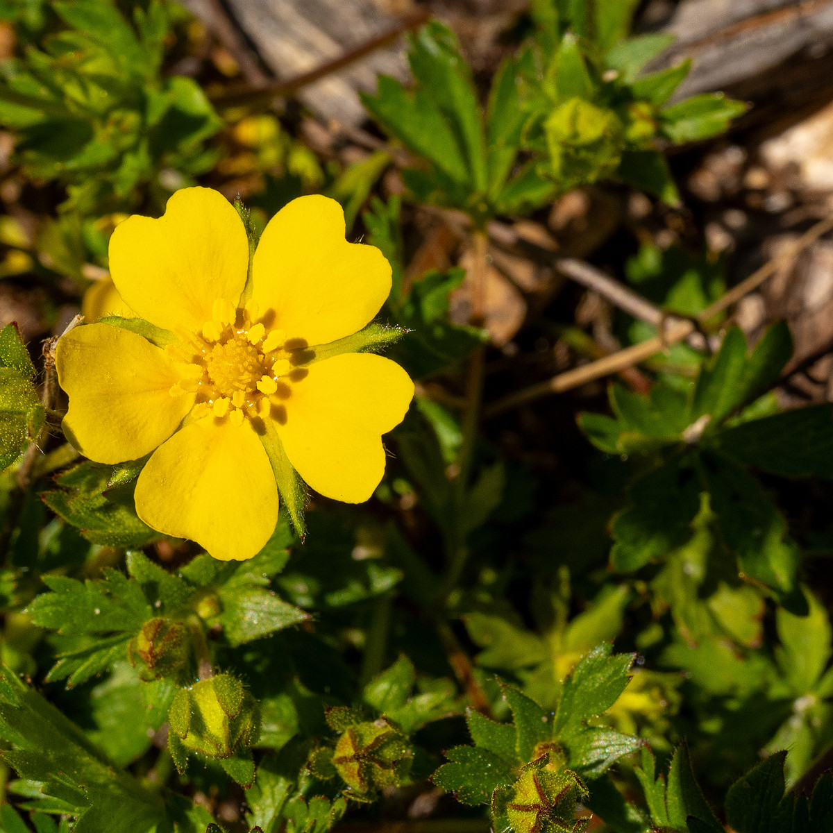 Лапчатка-Кранца_Potentilla-crantzii_1-7