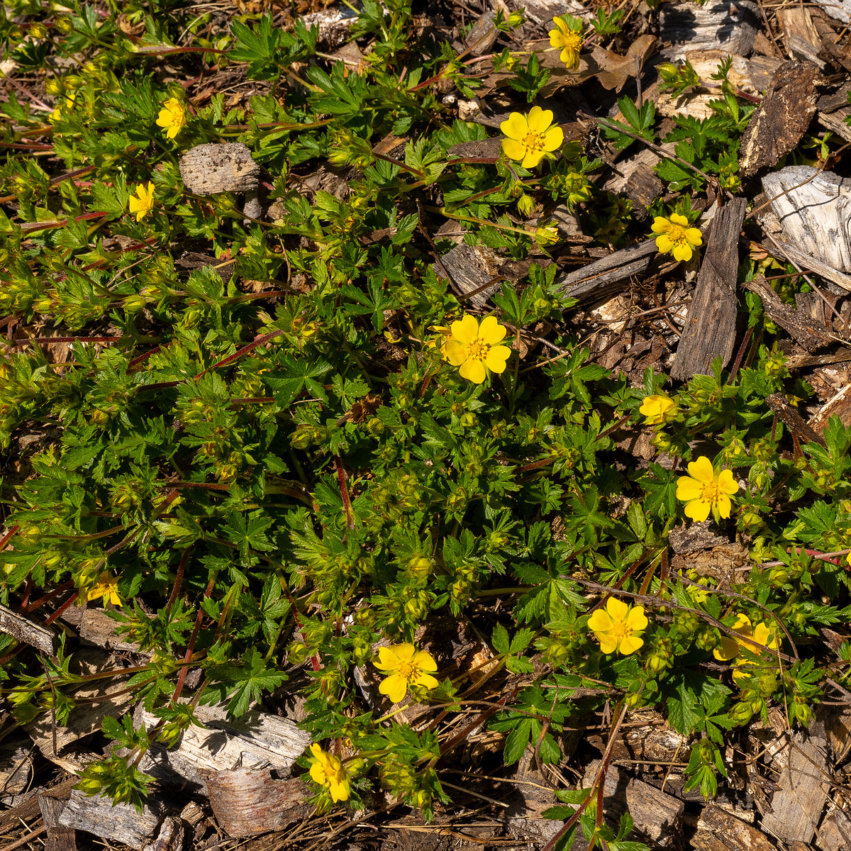 Лапчатка-Кранца_Potentilla-crantzii_1-8