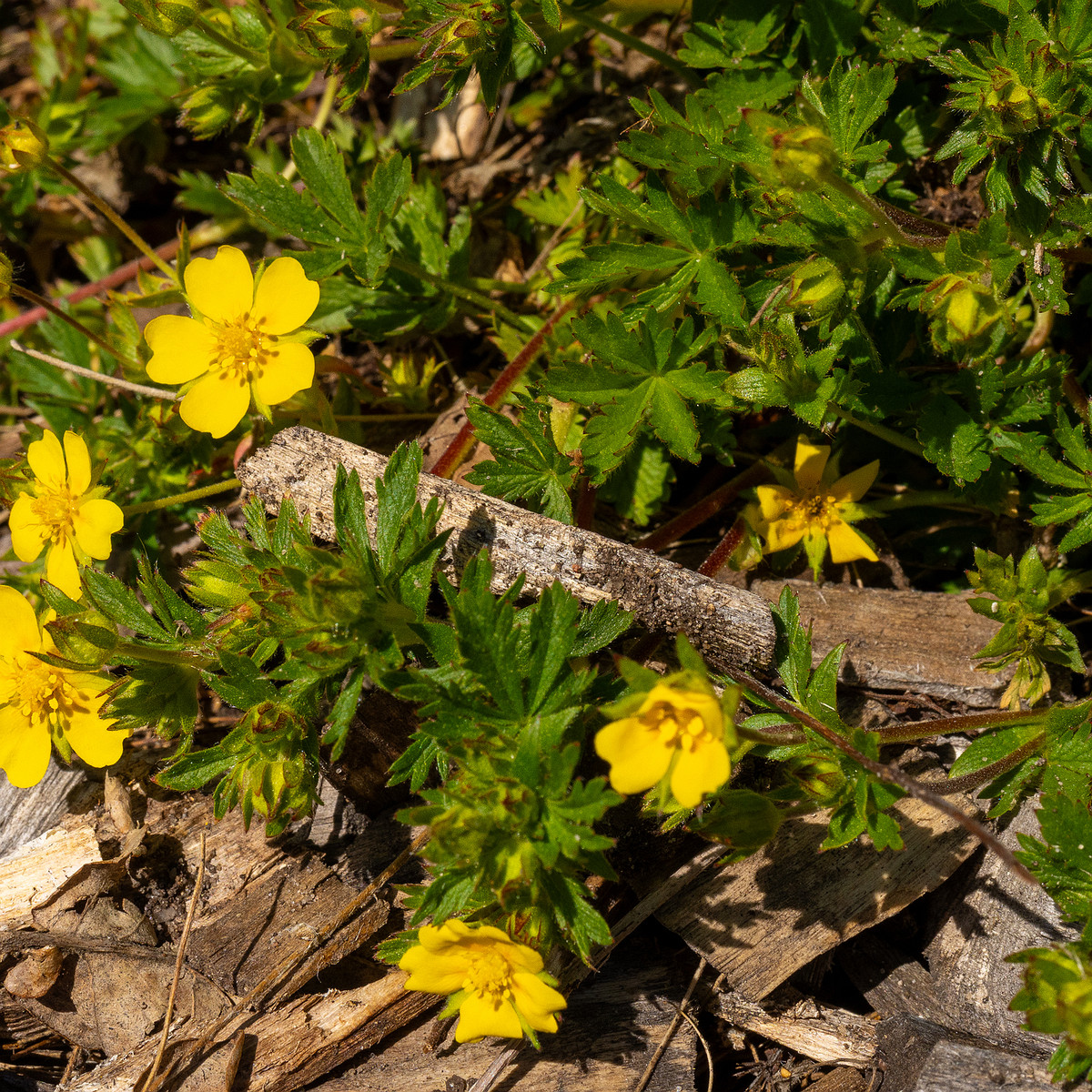 Лапчатка-Кранца_Potentilla-crantzii_1-9