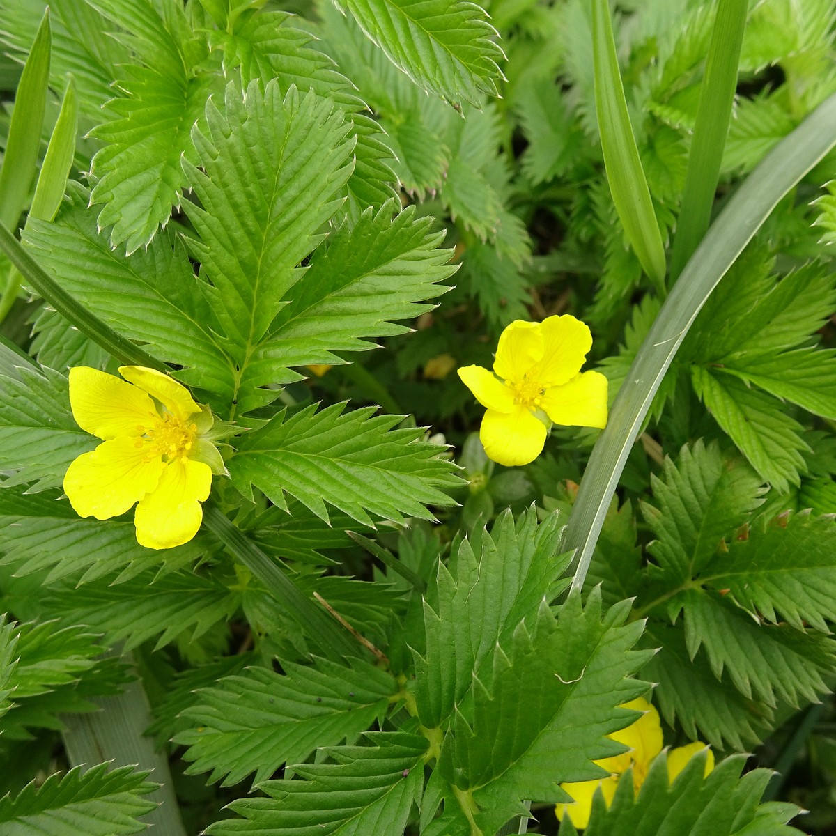 Potentilla crantzii 25-Jul-19 _ 15_12_50