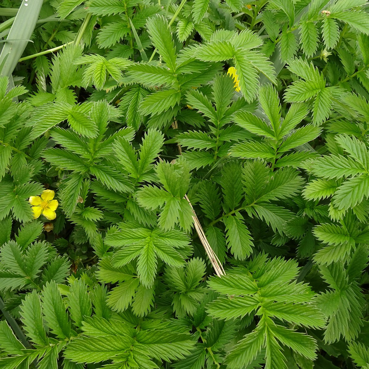 Potentilla crantzii 25-Jul-19 _ 15_12_54