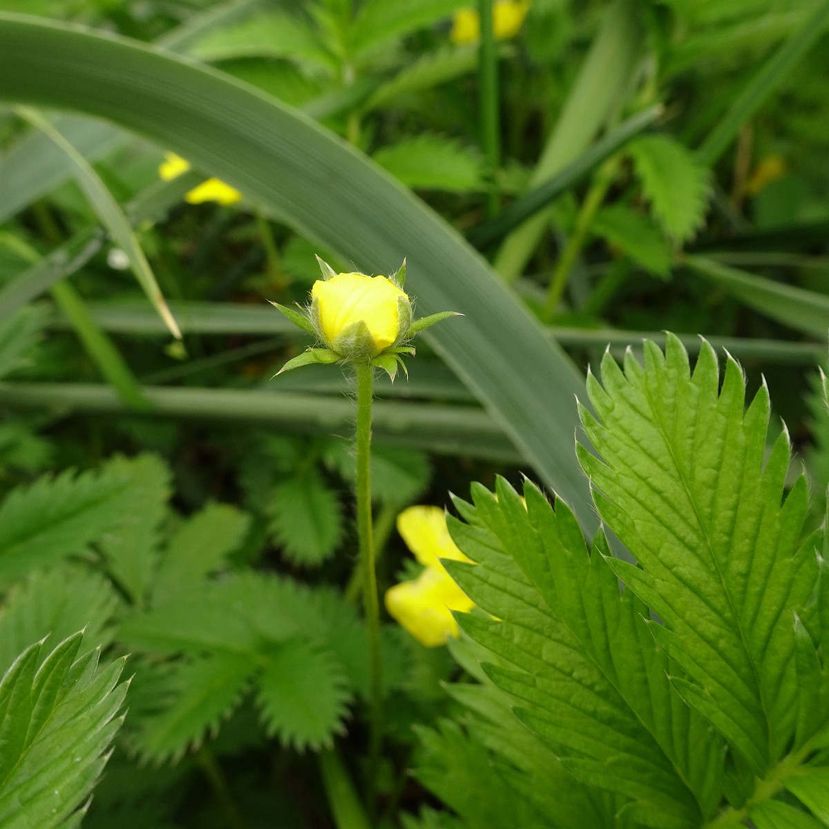 Potentilla crantzii 25-Jul-19 _ 15_12_58