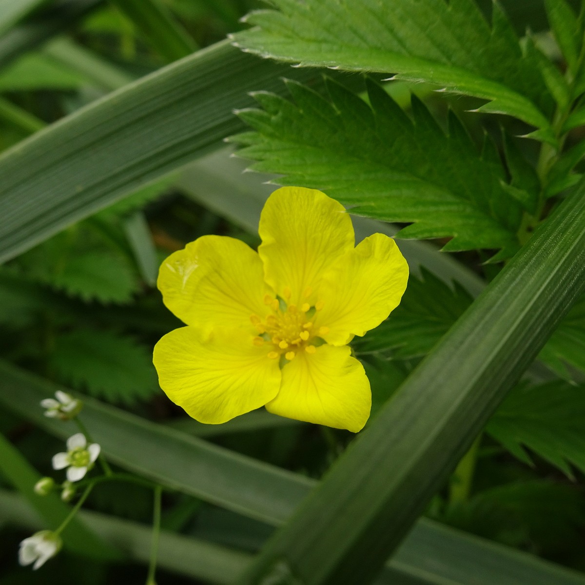 Potentilla crantzii 25-Jul-19 _ 15_13_32