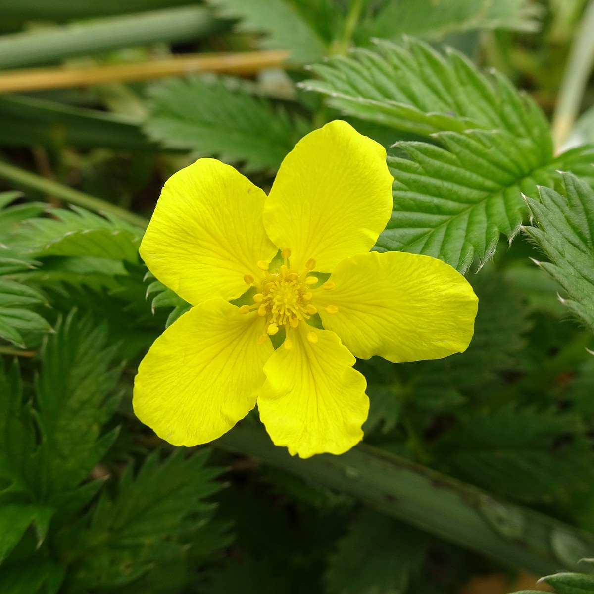 Potentilla crantzii 25-Jul-19 _ 15_13_52