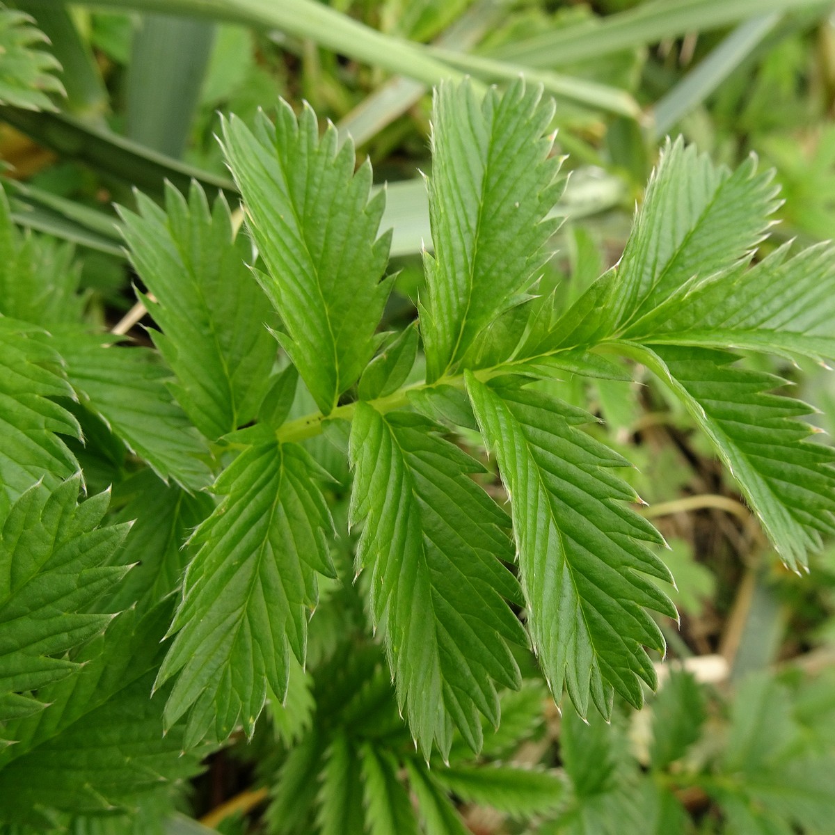 Potentilla crantzii 25-Jul-19 _ 15_14_02