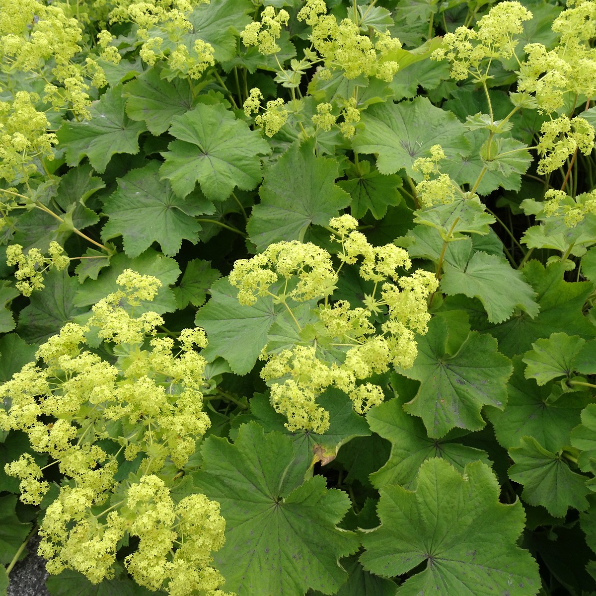 Alchemilla mollis 22-Jul-19 _ 11_25_32