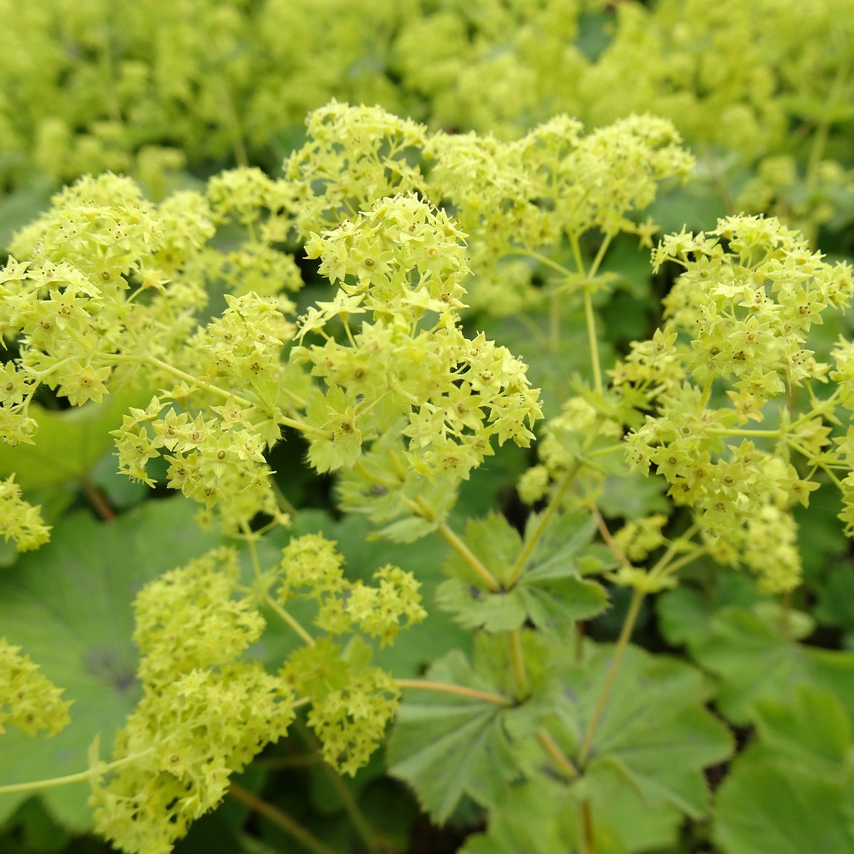 Alchemilla mollis 22-Jul-19 _ 11_25_52