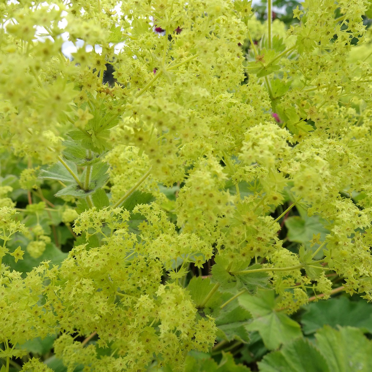 Alchemilla mollis 22-Jul-19 _ 11_26_02