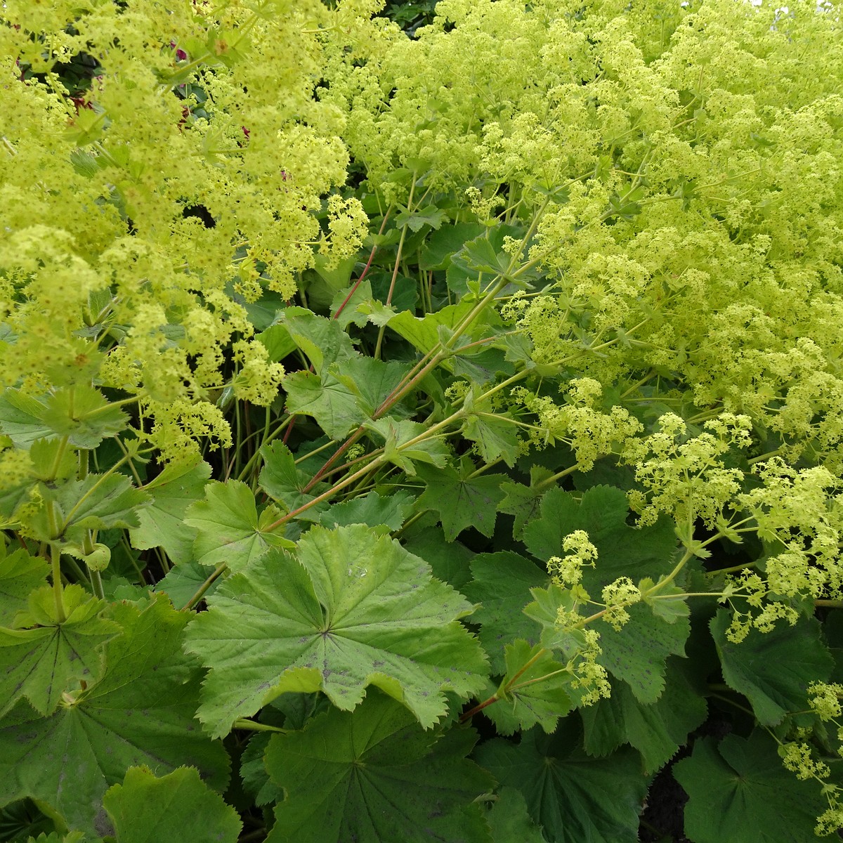 Alchemilla mollis 22-Jul-19 _ 11_26_06