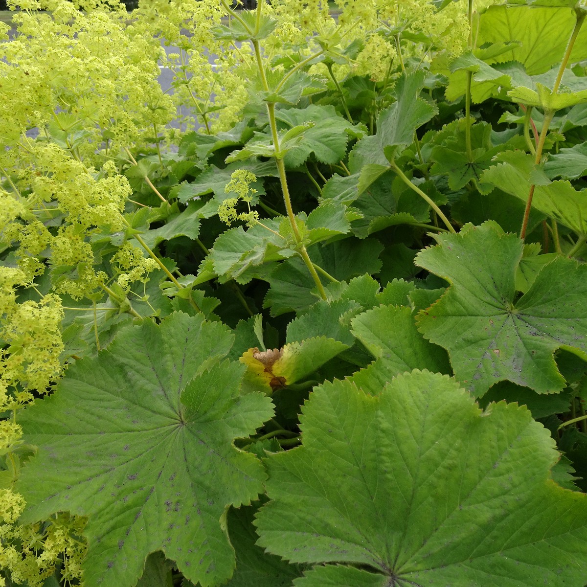 Alchemilla mollis 22-Jul-19 _ 11_26_10