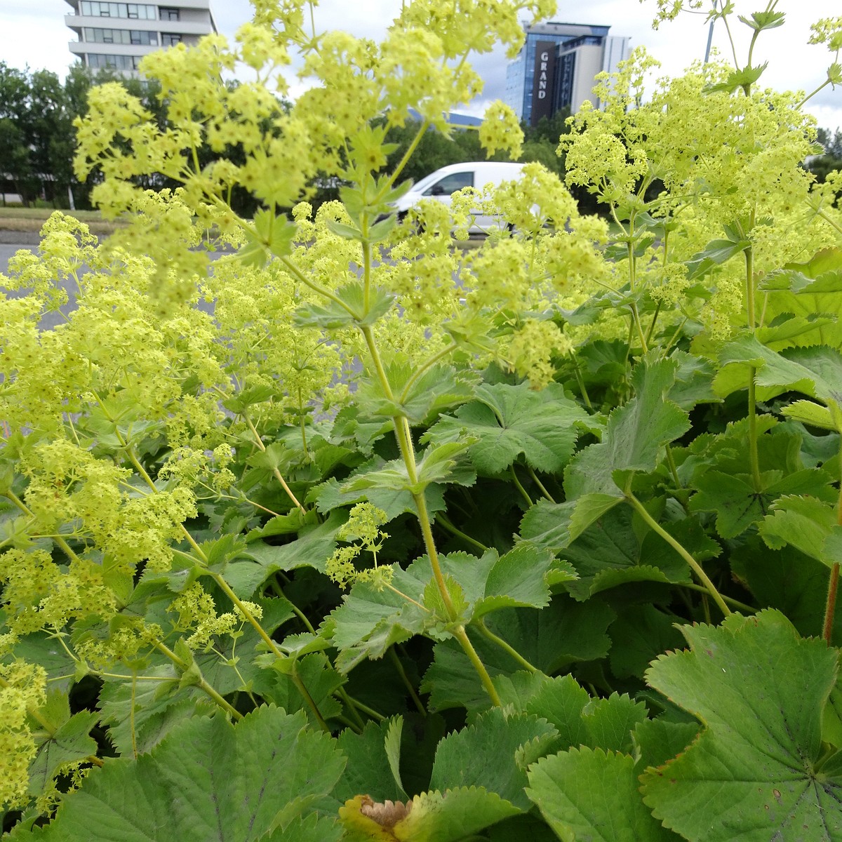 Alchemilla mollis 22-Jul-19 _ 11_26_14