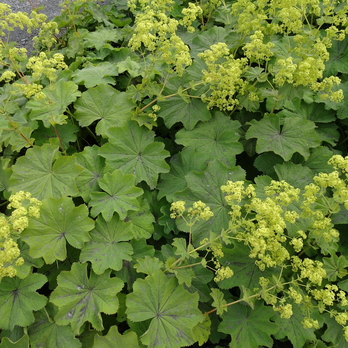 Alchemilla mollis 22-Jul-19 _ 11_26_20