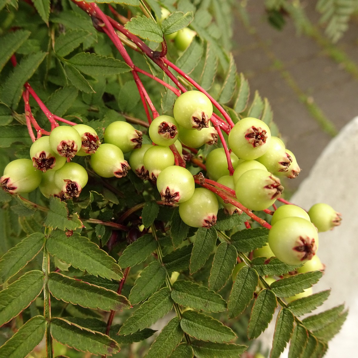 Sorbus koehneana 22-Jul-19 _ 11_59_50