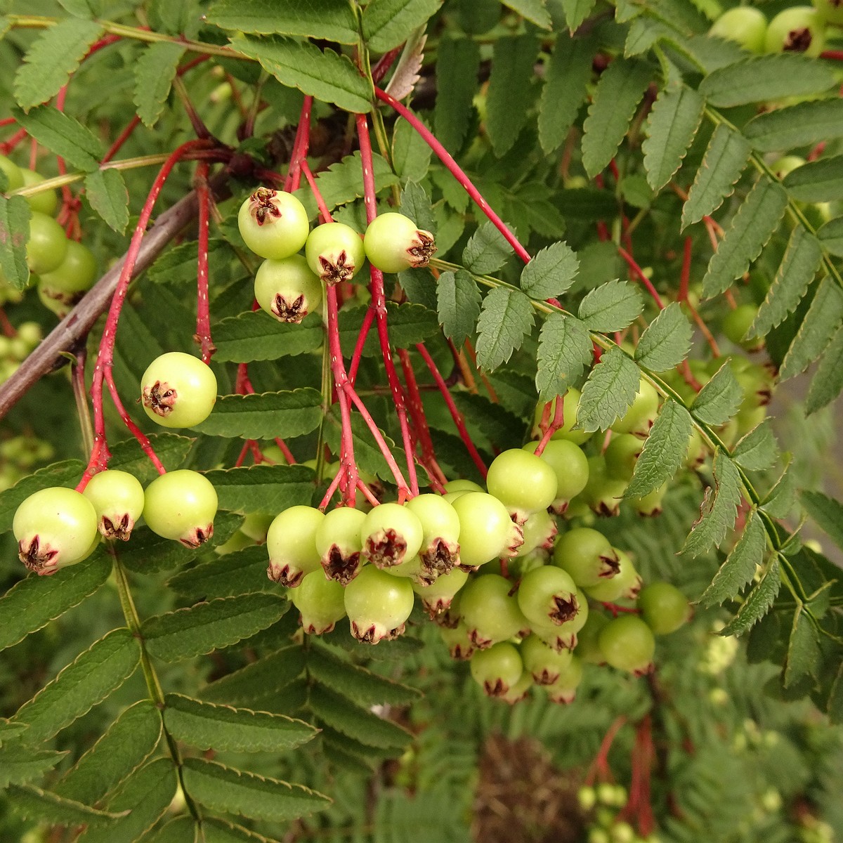 Sorbus koehneana 22-Jul-19 _ 11_59_56