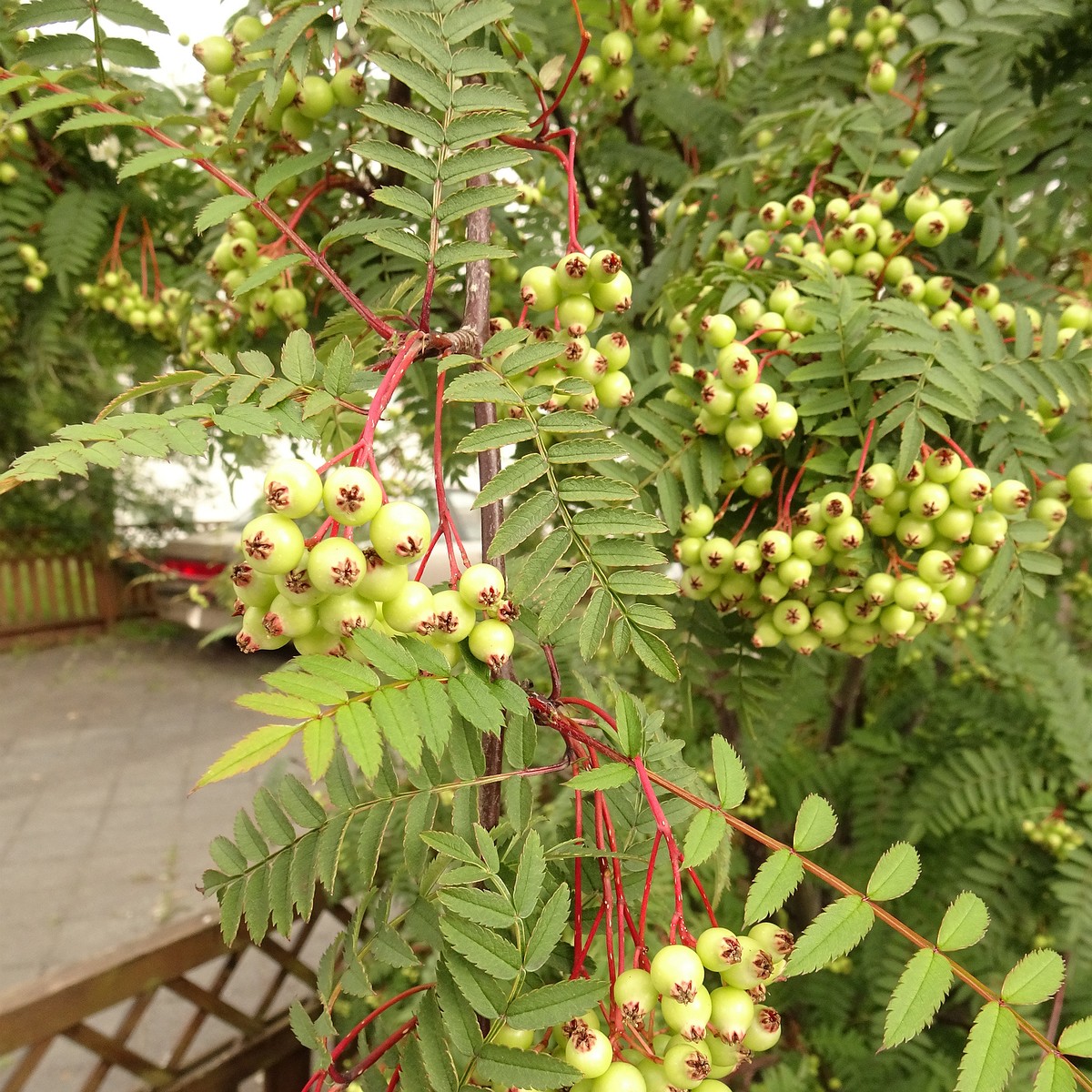 Sorbus koehneana 22-Jul-19 _ 12_00_02