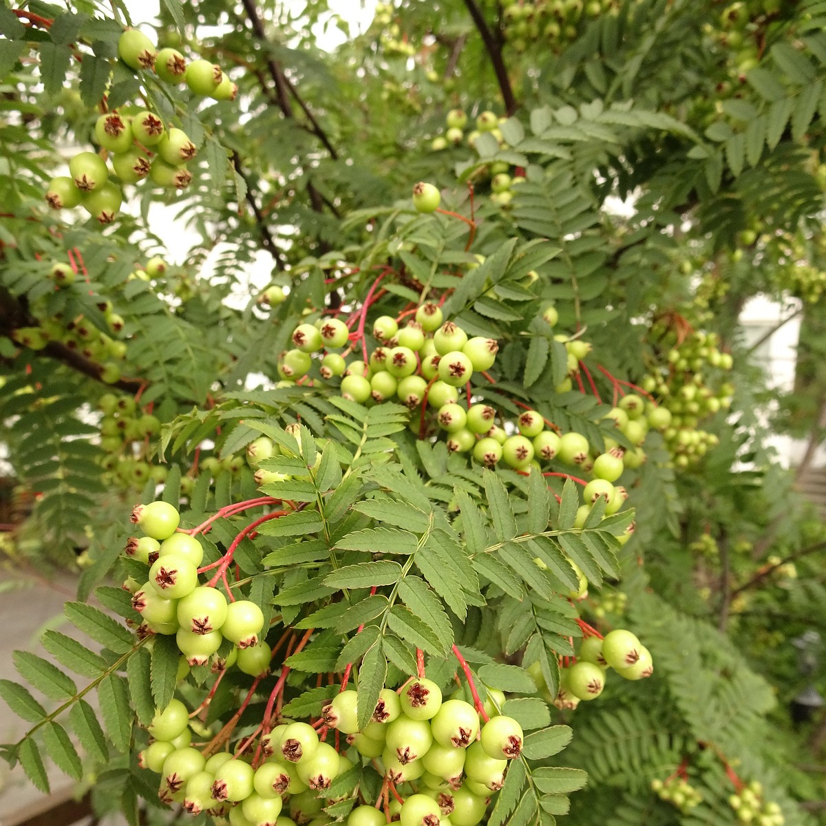 Sorbus koehneana 22-Jul-19 _ 12_00_06