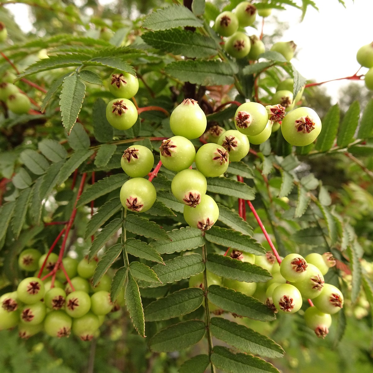 Sorbus koehneana 22-Jul-19 _ 12_00_14