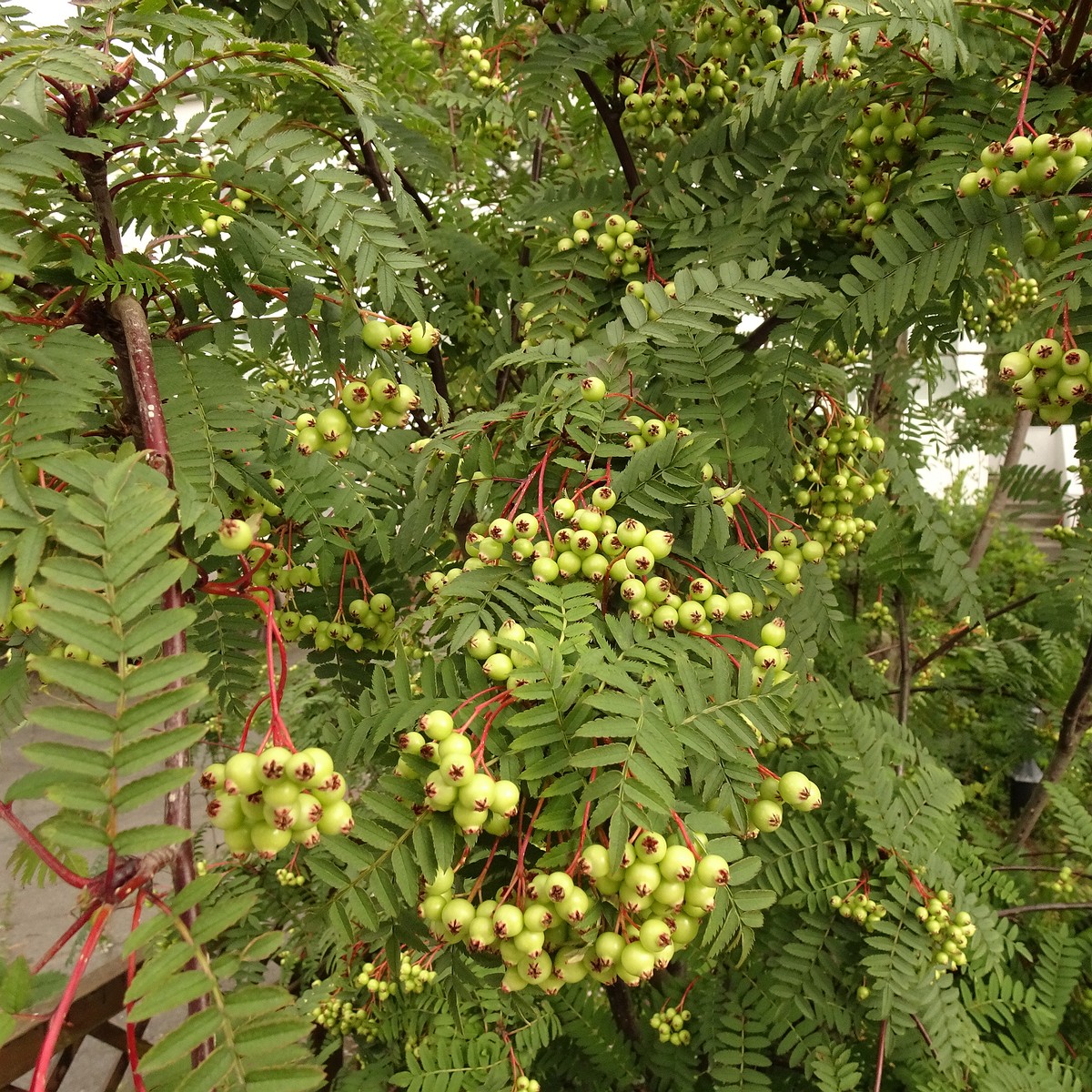 Sorbus koehneana 22-Jul-19 _ 12_00_22