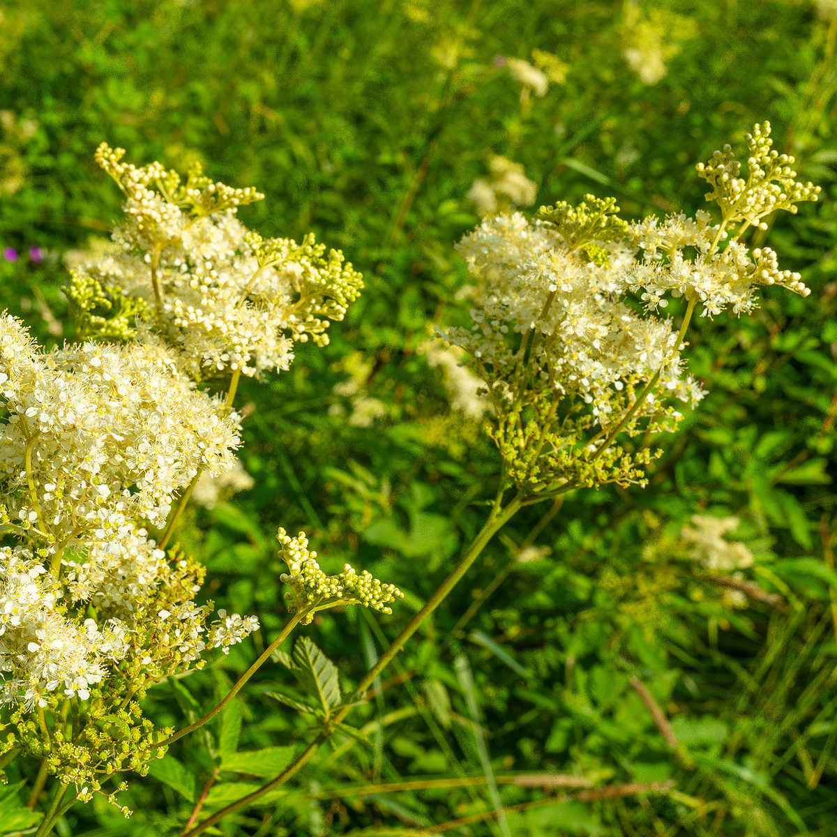 big_meadow_in_kadriorg_park-15