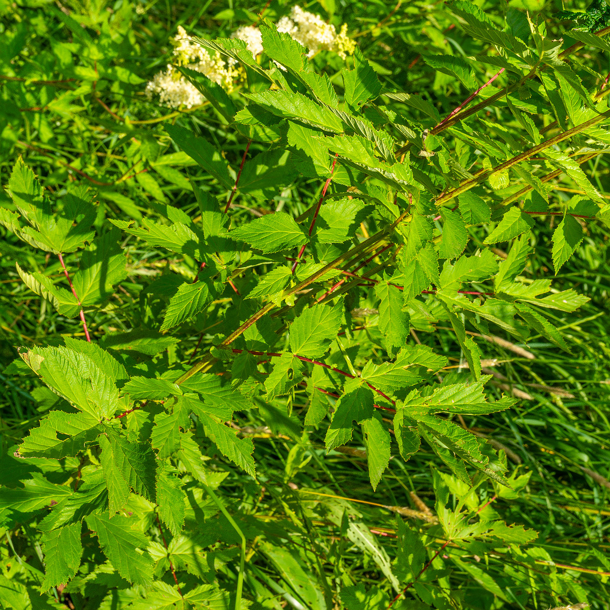 big_meadow_in_kadriorg_park-16