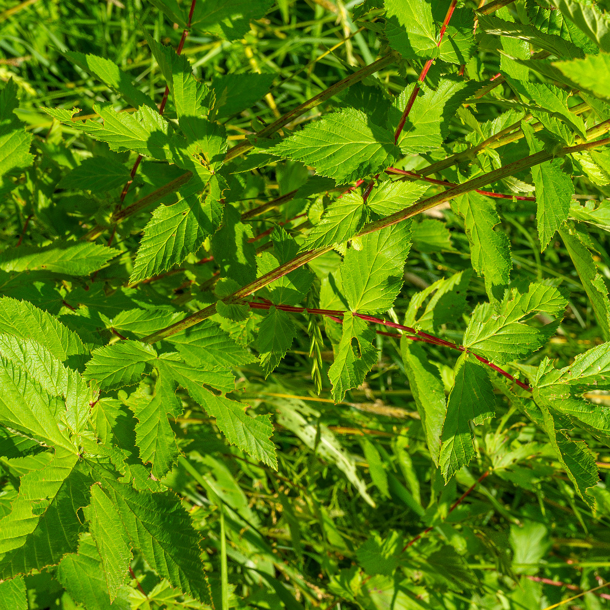 big_meadow_in_kadriorg_park-17