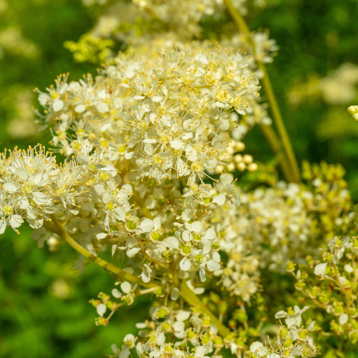 big_meadow_in_kadriorg_park-18