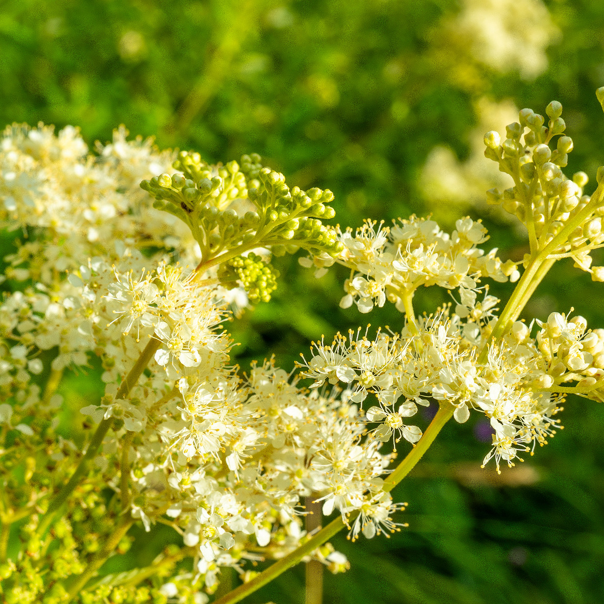 big_meadow_in_kadriorg_park-20