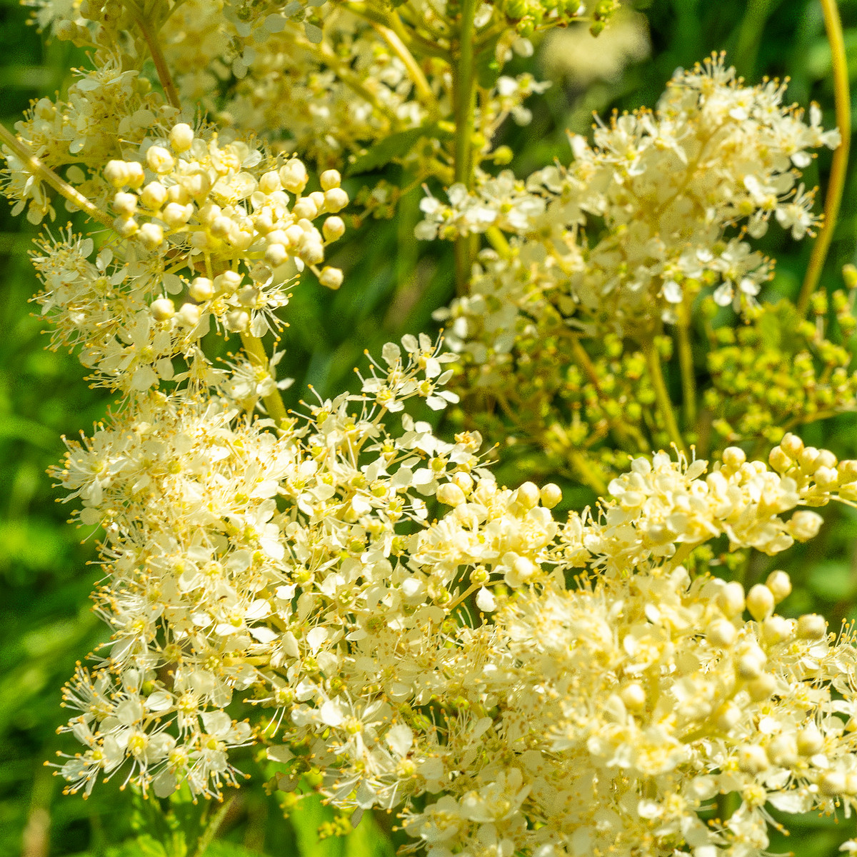 big_meadow_in_kadriorg_park-21