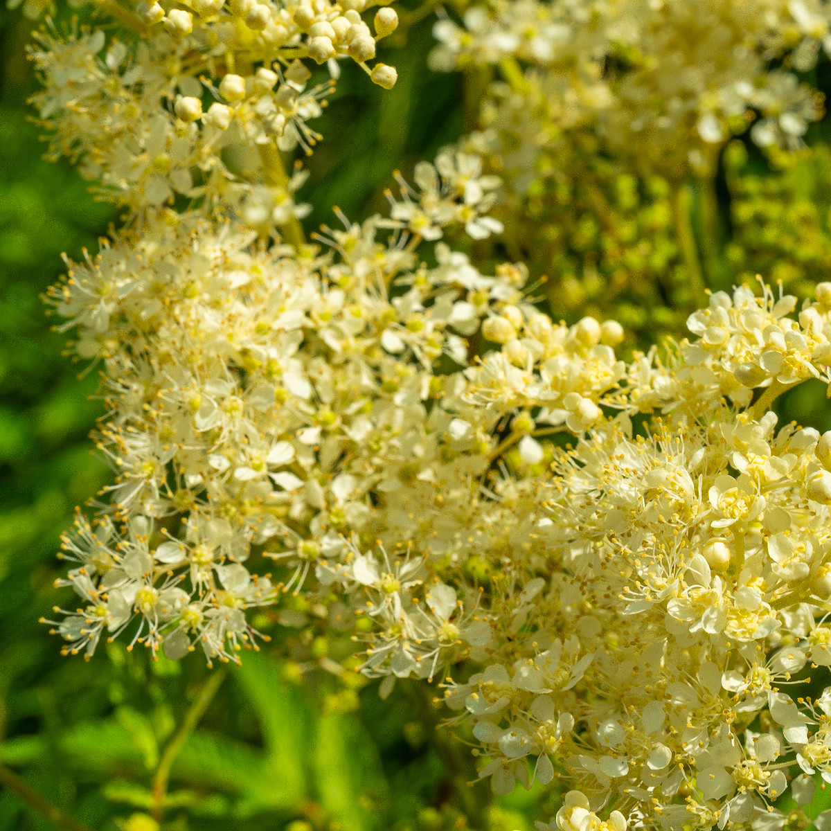 big_meadow_in_kadriorg_park-22